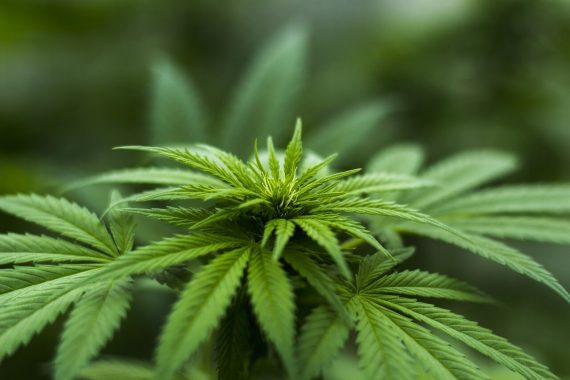 CBD and weight loss