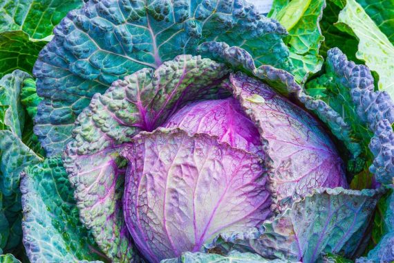 cabbage soup diet