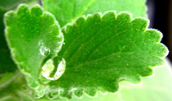 forskolin and weight loss