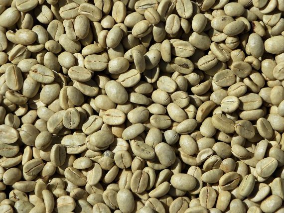 green coffee beans weight loss