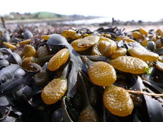 kelp and weight loss