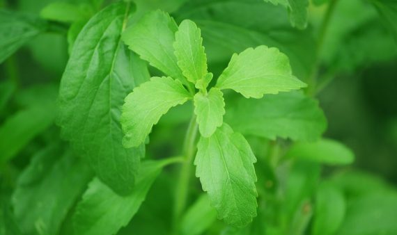 stevia and weight loss